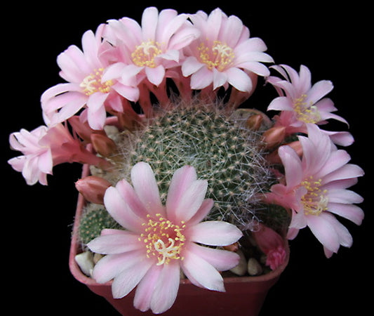 Cactus - Rebutia kariusiana Seeds