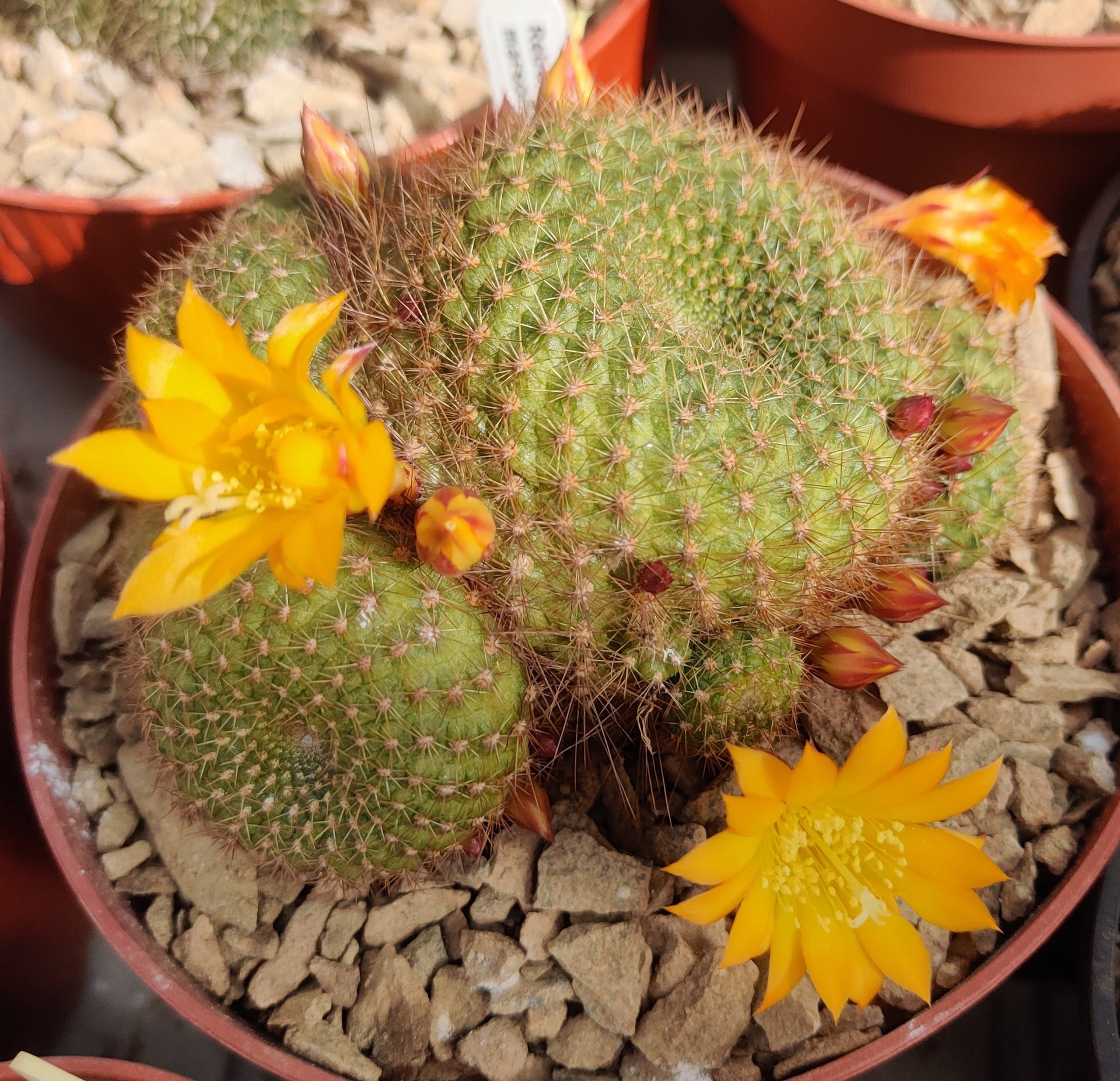 Cactus - Rebutia marsoneri Seeds  JustSeed