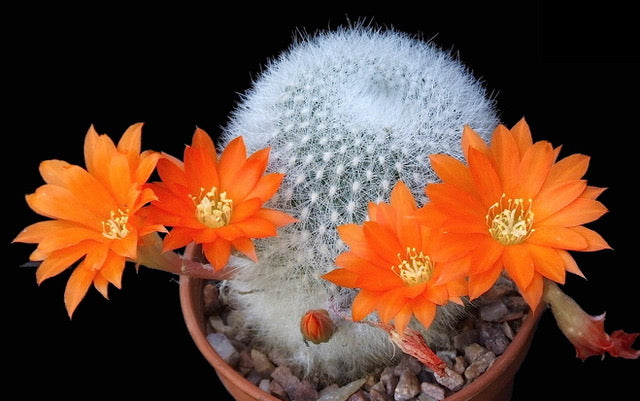 Cactus - Aylostera muscula Seeds – JustSeed