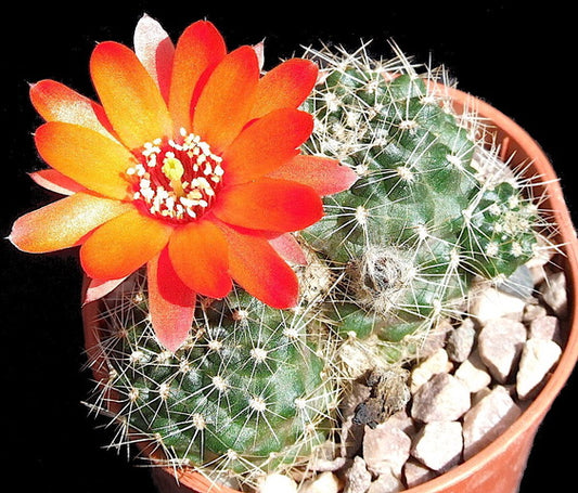 Cactus - Aylostera ritteri Seeds