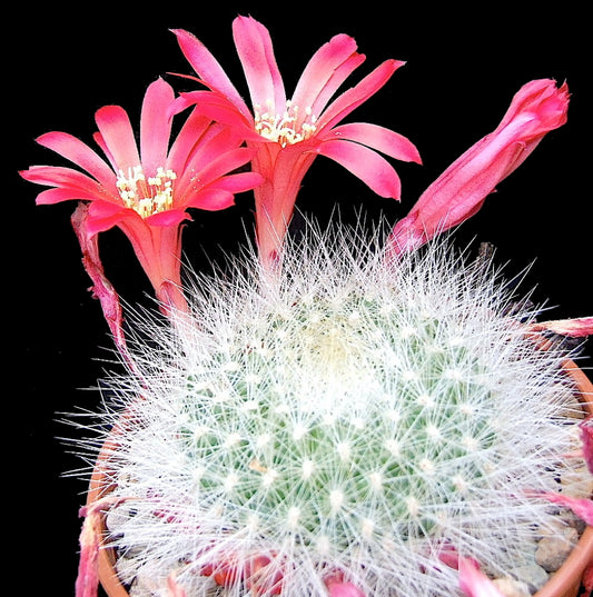 Cactus - Rebutia senilis V. steumeri Seeds