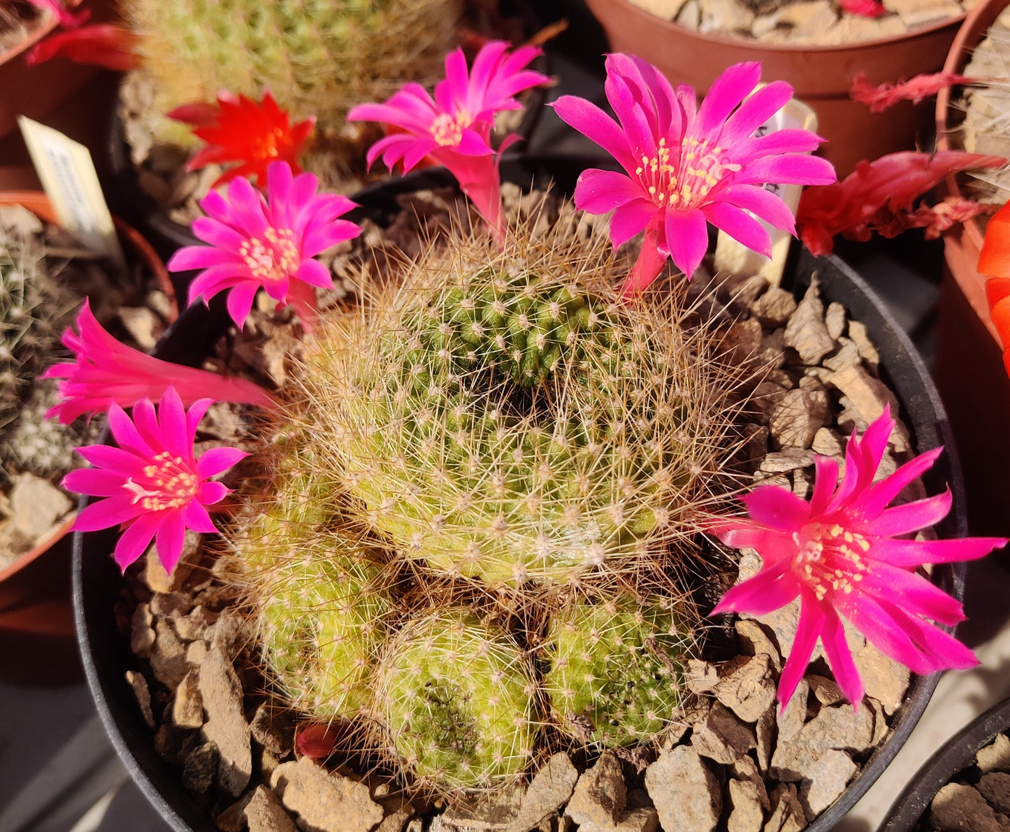Cactus - Rebutia violaciflora Seeds