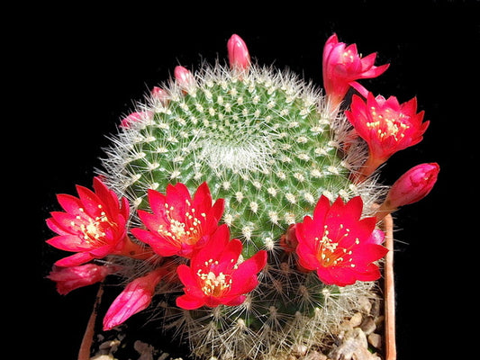 Cactus - Rebutia xanthocarpa v. dasyphryssa Seeds
