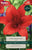 Taylors Flower - Lily - Red Highland - Asiatic Lilies - 3 Bulb