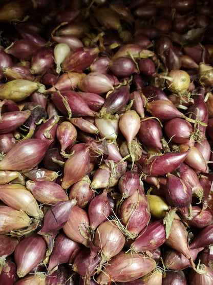 Autumn Onion Sets Red Winter