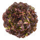 Lettuce Red Oakleaf Renai RZ- LS10937 Seeds