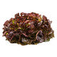 Lettuce Red Oakleaf Renai RZ- LS10937 Seeds