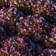 Lettuce Red Oakleaf Renai RZ- LS10937 Seeds