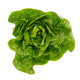 Lettuce Large Green Gem  Rianxo RZ (41-484) Seeds