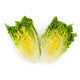 Lettuce Large Green Gem  Rianxo RZ (41-484) Seeds