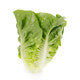 Lettuce Large Green Gem  Rianxo RZ (41-484) Seeds