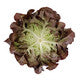 Lettuce Red Oakleaf Romai RZ - LS10936 Seeds