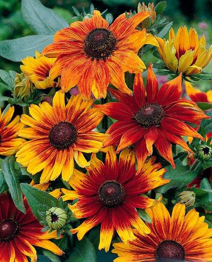 Rudbeckia Autumn Colours Seeds