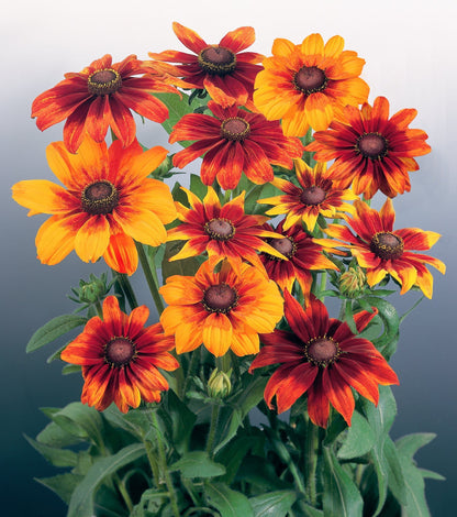 Rudbeckia Autumn Colours Seeds
