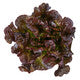 Lettuce Red Oakleaf Santurdai RZ - LS10711 Seeds