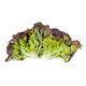 Lettuce Red Oakleaf Santurdai RZ - LS10711 Seeds