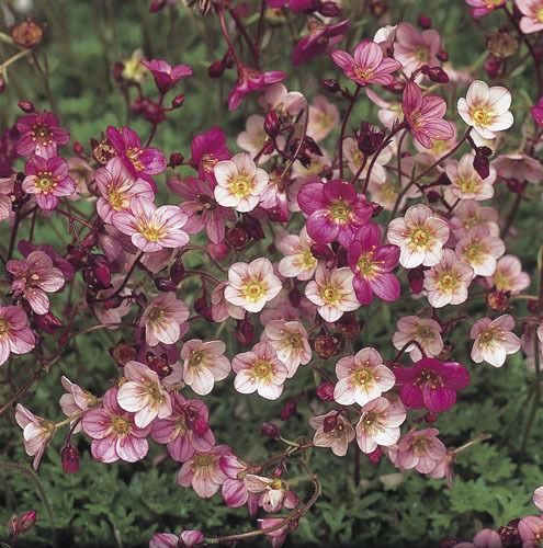 Saxifrage Mossy Varieties and Rose Shade Seeds
