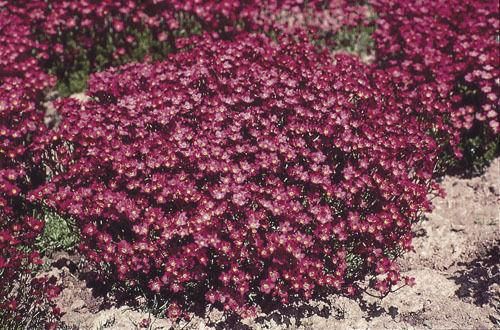Saxifrage Purple Robe Seeds