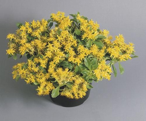 Sedum selskianum Spirit Seeds – JustSeed