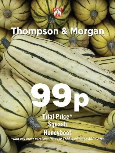 Thompson & Morgan Squash Honeyboat 5 seed
