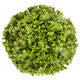 Lettuce  Green Batavia STATION RZ - LS11006 Seeds