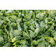 Lettuce Iceberg SUMARNAS RZ - LS10652 Seeds