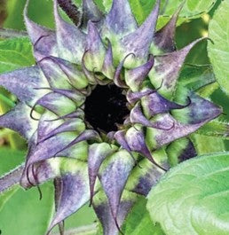 Sunflower Sunfill Purple Seeds