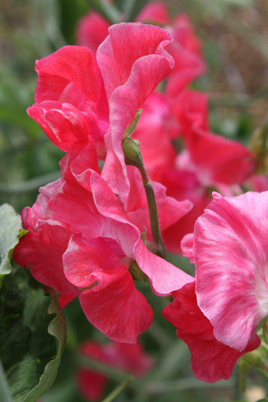 Sweet Pea Spencer Rosy Salmon Seeds