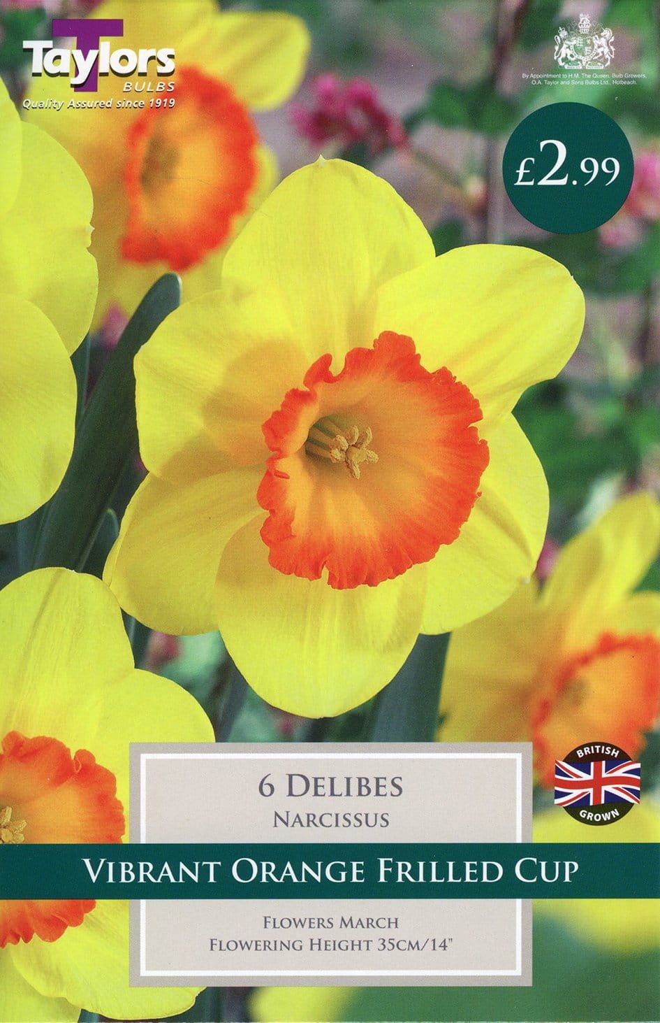 Taylors Daffodil - Narcissus Delibes  12/14cm - 6 Bulbs