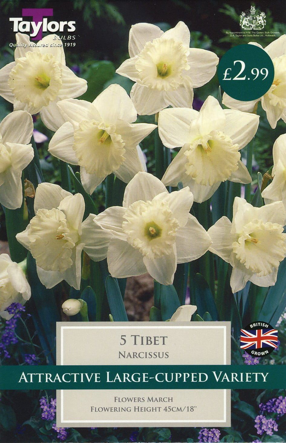 Daffodil - Narcissus Tibet  12/14cm - 5 Bulbs