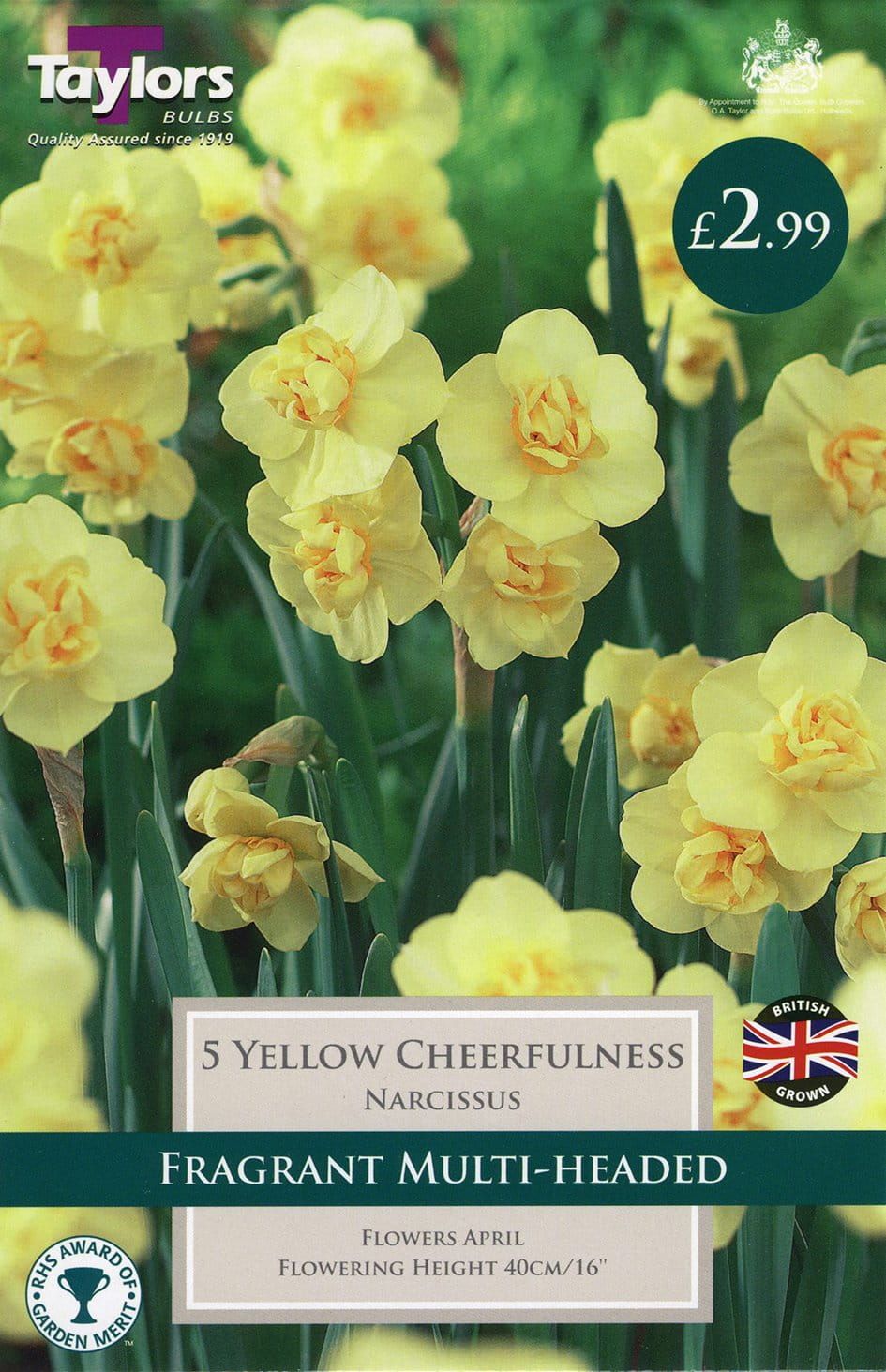 Taylors Daffodil - Narcissus Cheerfulness Yellow - 5 Bulbs