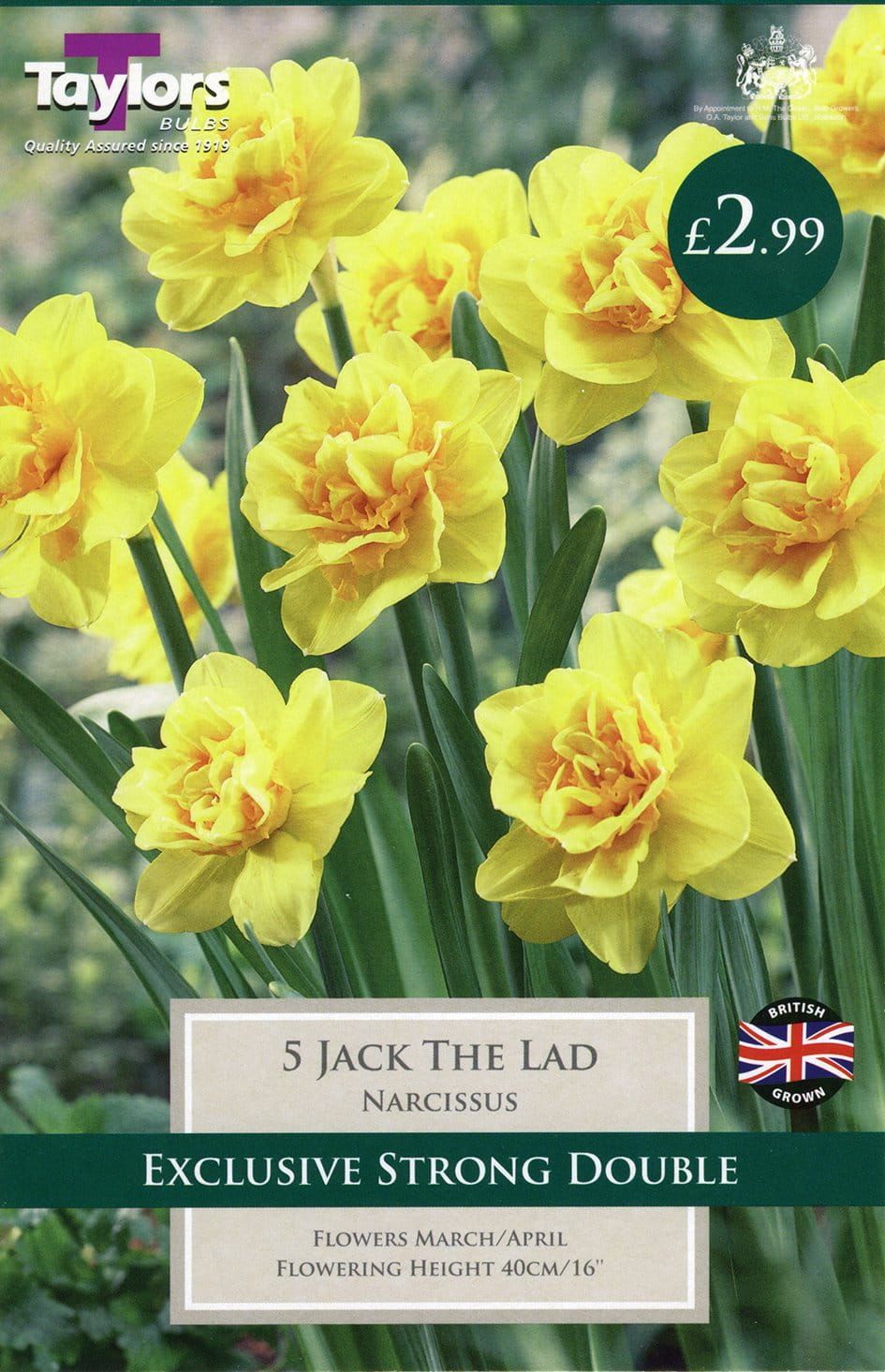 Taylors Daffodil - Narcissus Jack the Lad - 5 Bulbs