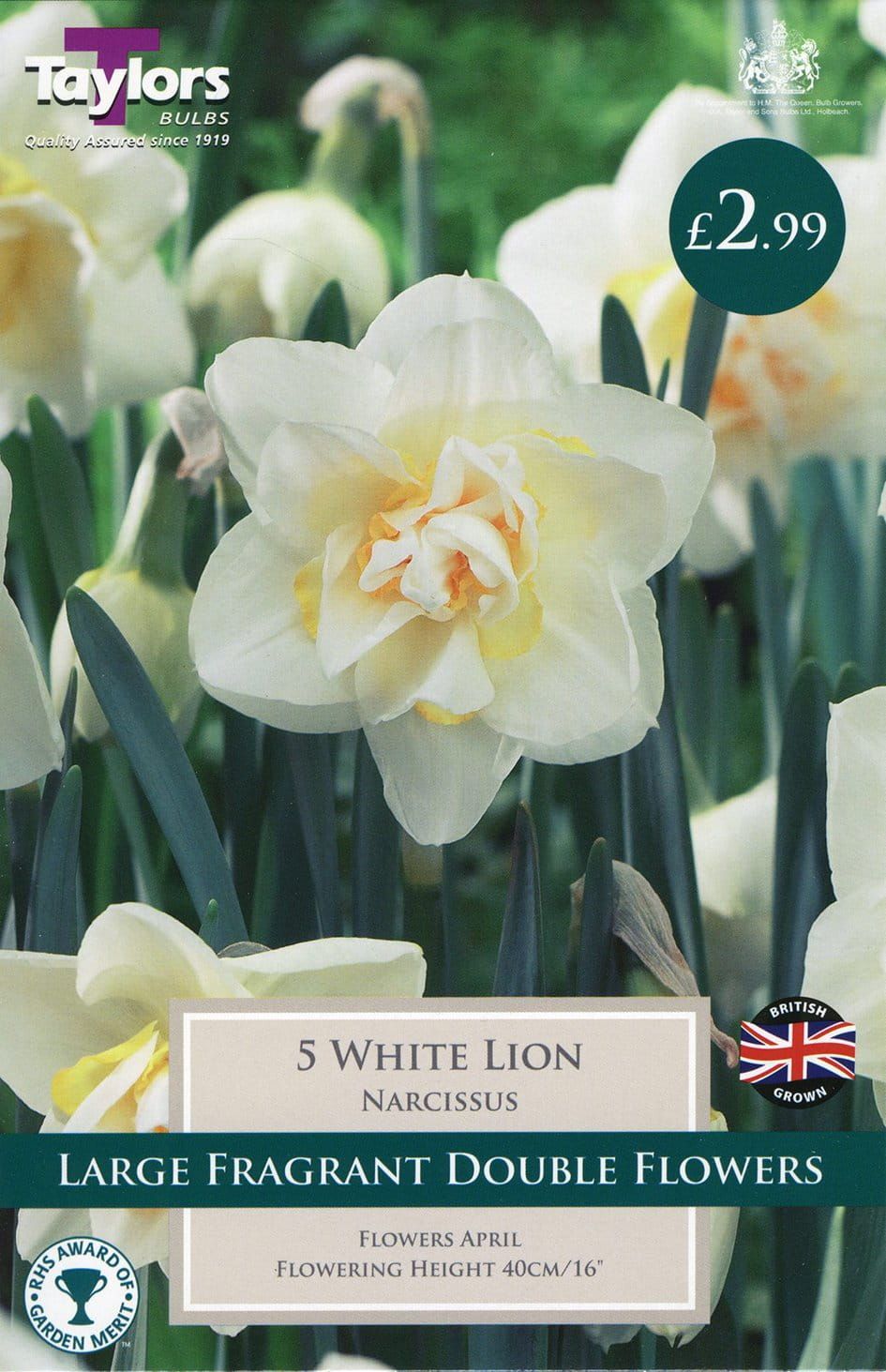 Taylors Daffodil - Narcissus White Lion - 5 Bulbs