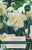 Taylors Daffodil - Narcissus White Lion - 5 Bulbs