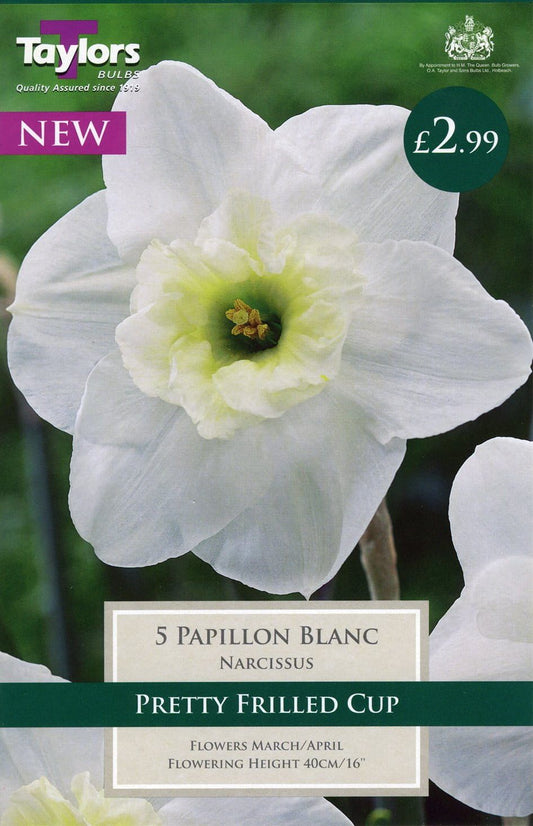 Daffodil - Narcissus Papillion Blanc - White  10/12cm - 5 Bulbs