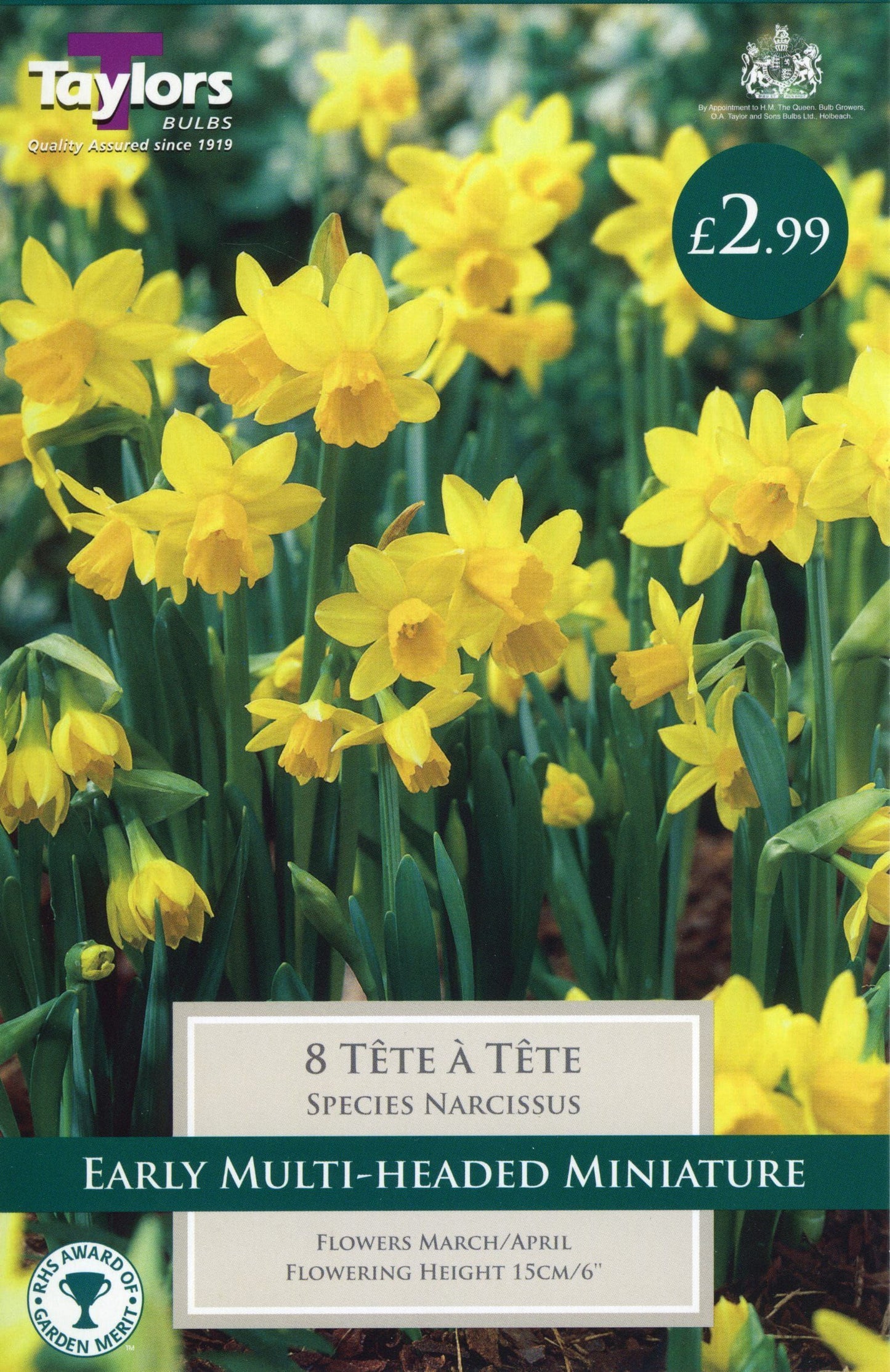 Taylors - Daffodil - Narcissus Tete A Tete 10/11cm - Early Flowering - 8 Bulbs