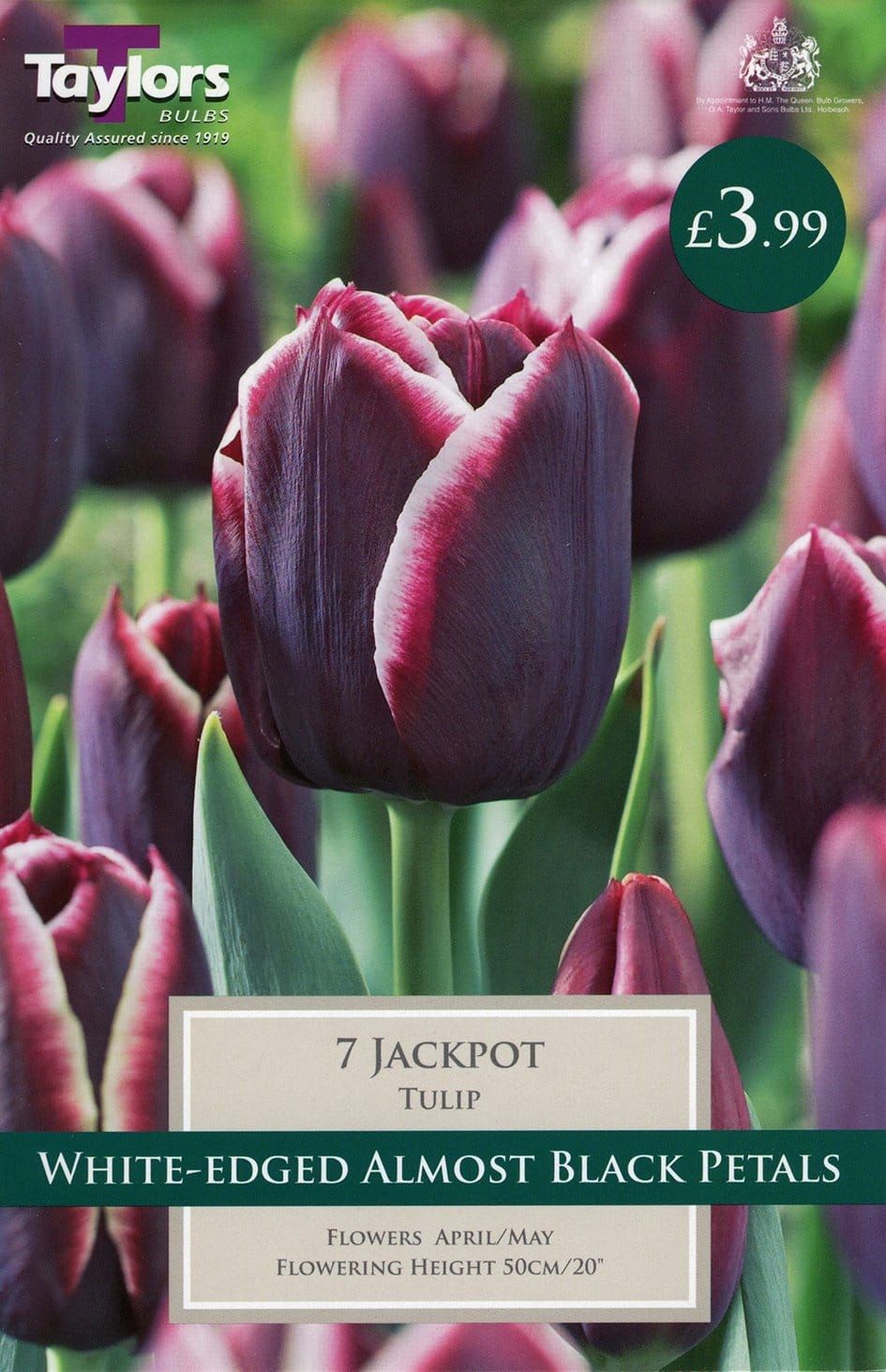 Taylors - Tulip Jackpot - 11/12cm - 7 Bulbs