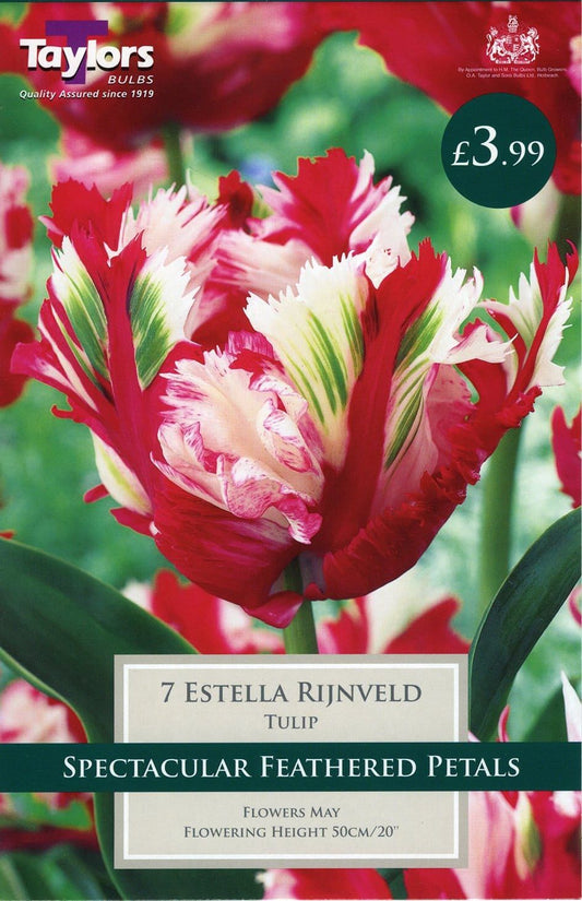Taylors - Tulip Estella Rijnveld - Parrot Type 11/12cm - 7 Bulbs