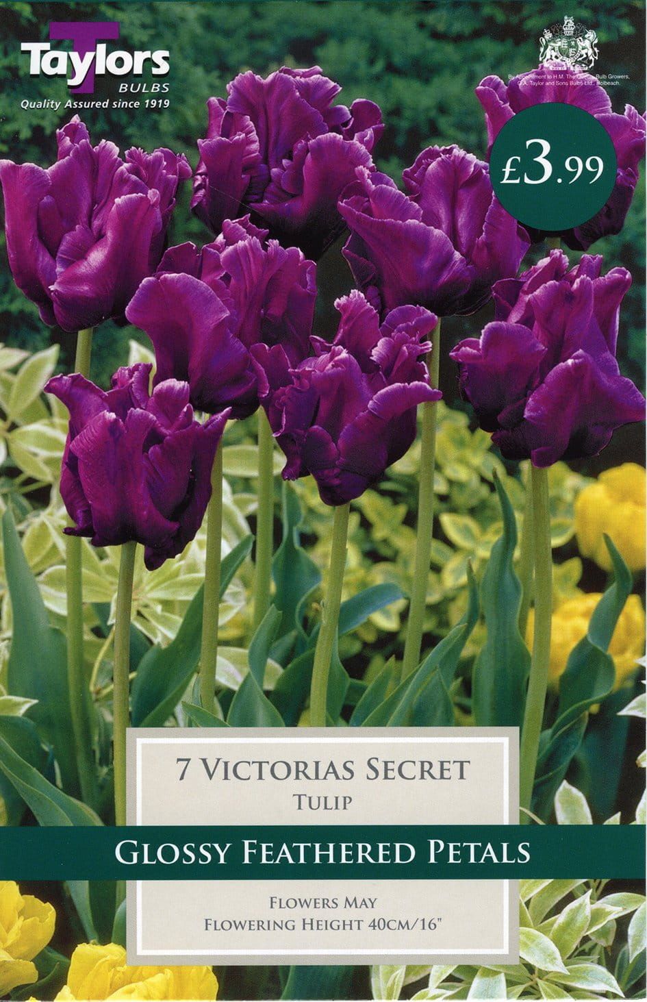 Taylors - Tulip Victorias Secret - Parrot Type 11/12cm - 7 Bulbs