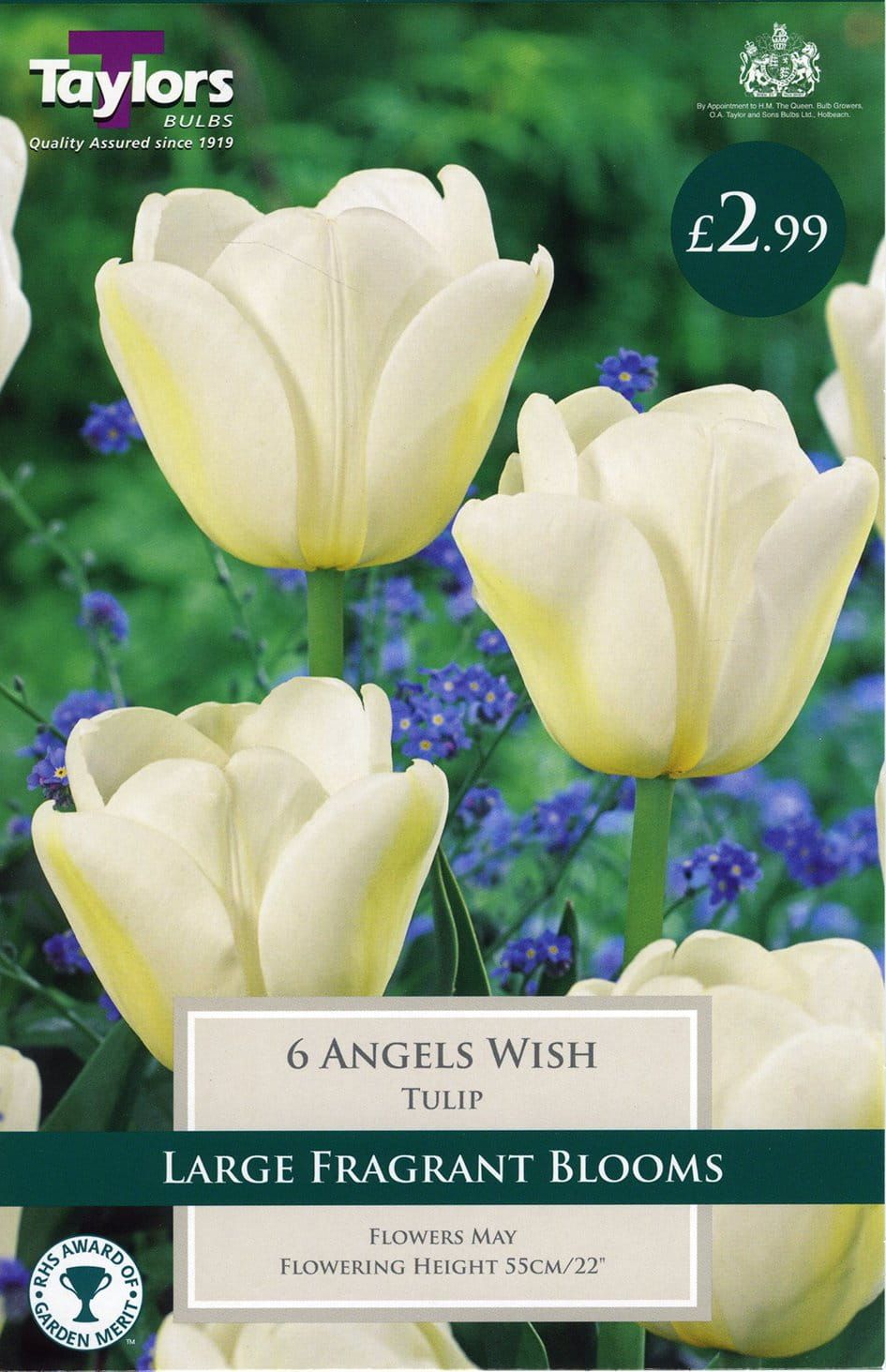 Taylors - Tulip Angels Wish - 11/12cm - 6 Bulbs