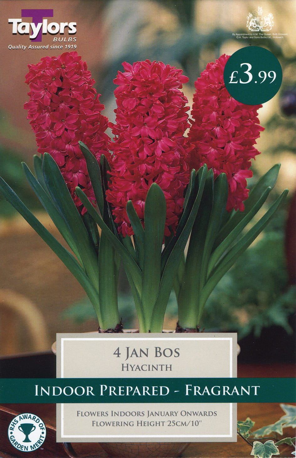 Taylors - Hyacinth Jan Bos Red - 3 Indoor Prepared Bulbs