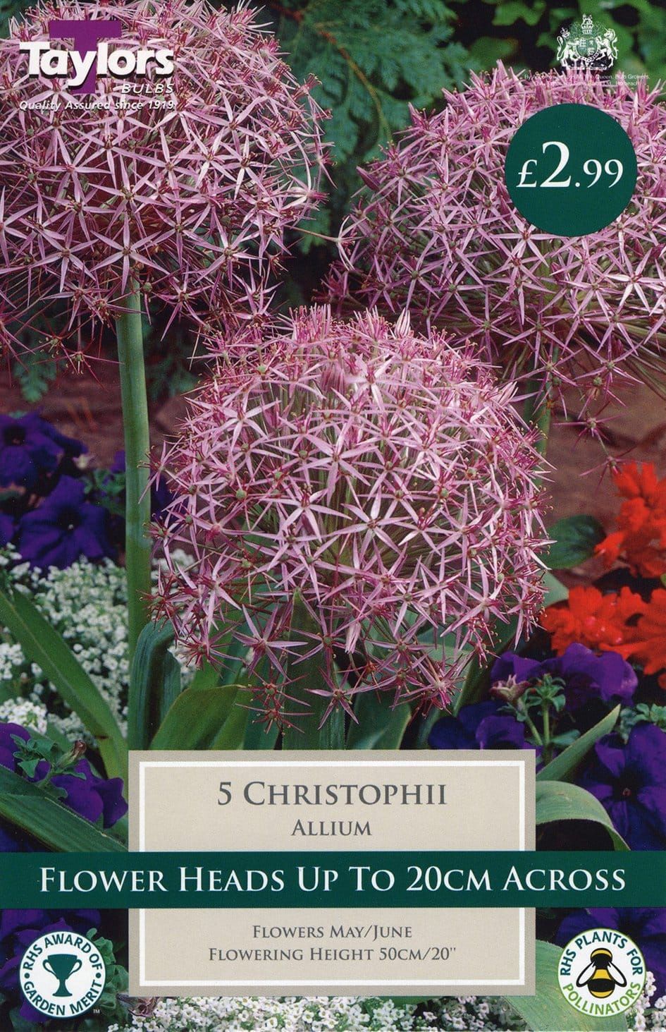 Taylors - Allium christophii - Pack of 5 Bulbs