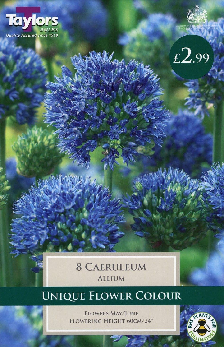 Taylors - Allium caeruleum - Pack of 8 Bulbs