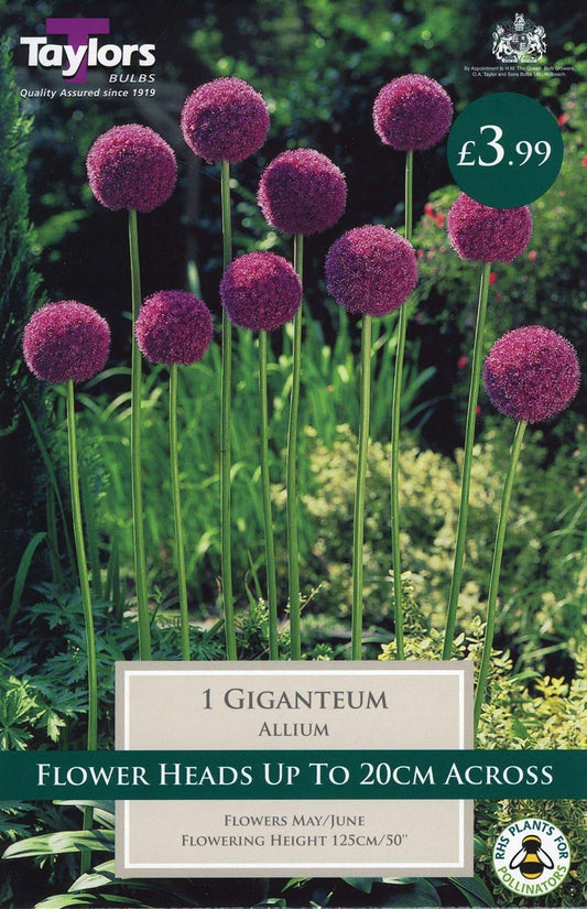 Taylors - Allium Gigantium - Single Bulbs
