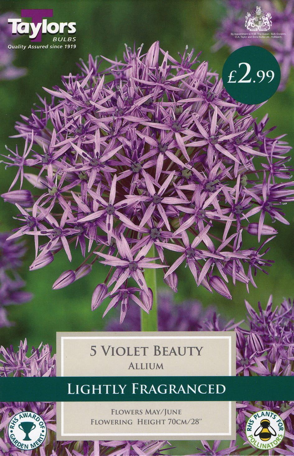 Taylors - Allium Violet Beauty - Pack of 5 Bulbs