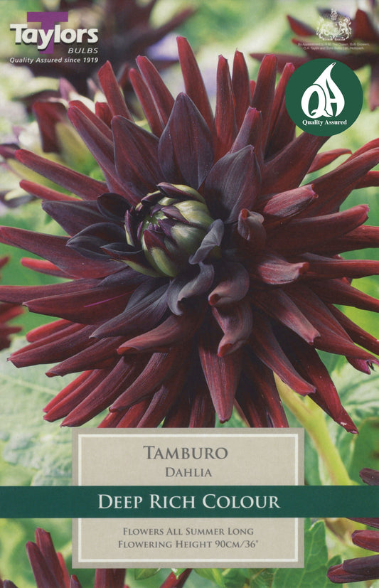 Taylors Flower - Dahlia - Tamburo - 1 Tuber