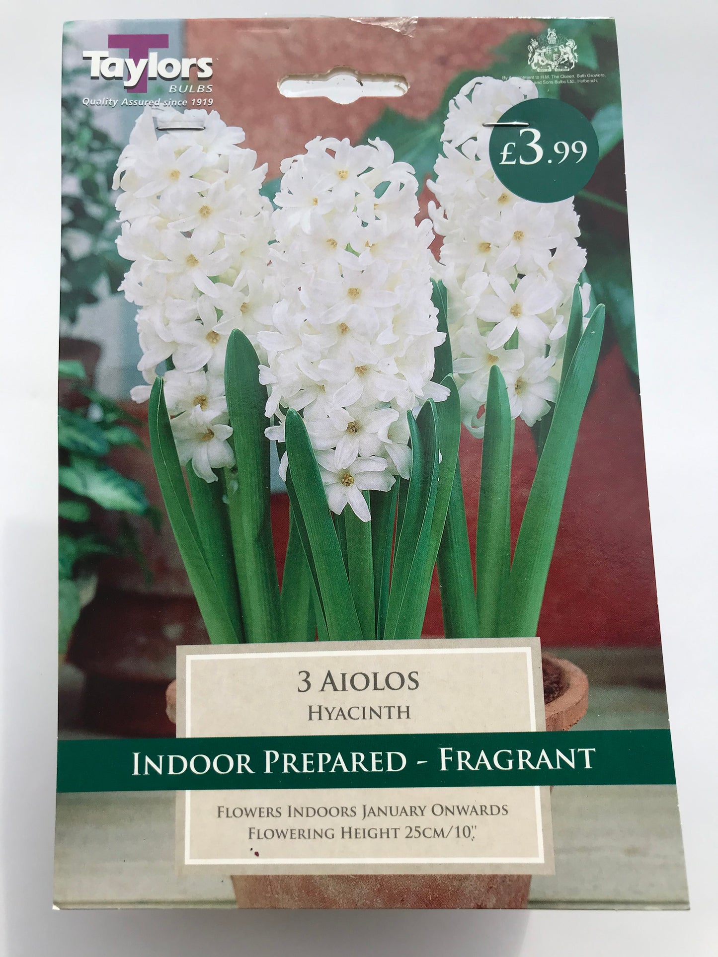 Taylors - Hyacinth Aiolos - White - 3 Prepared Bulbs