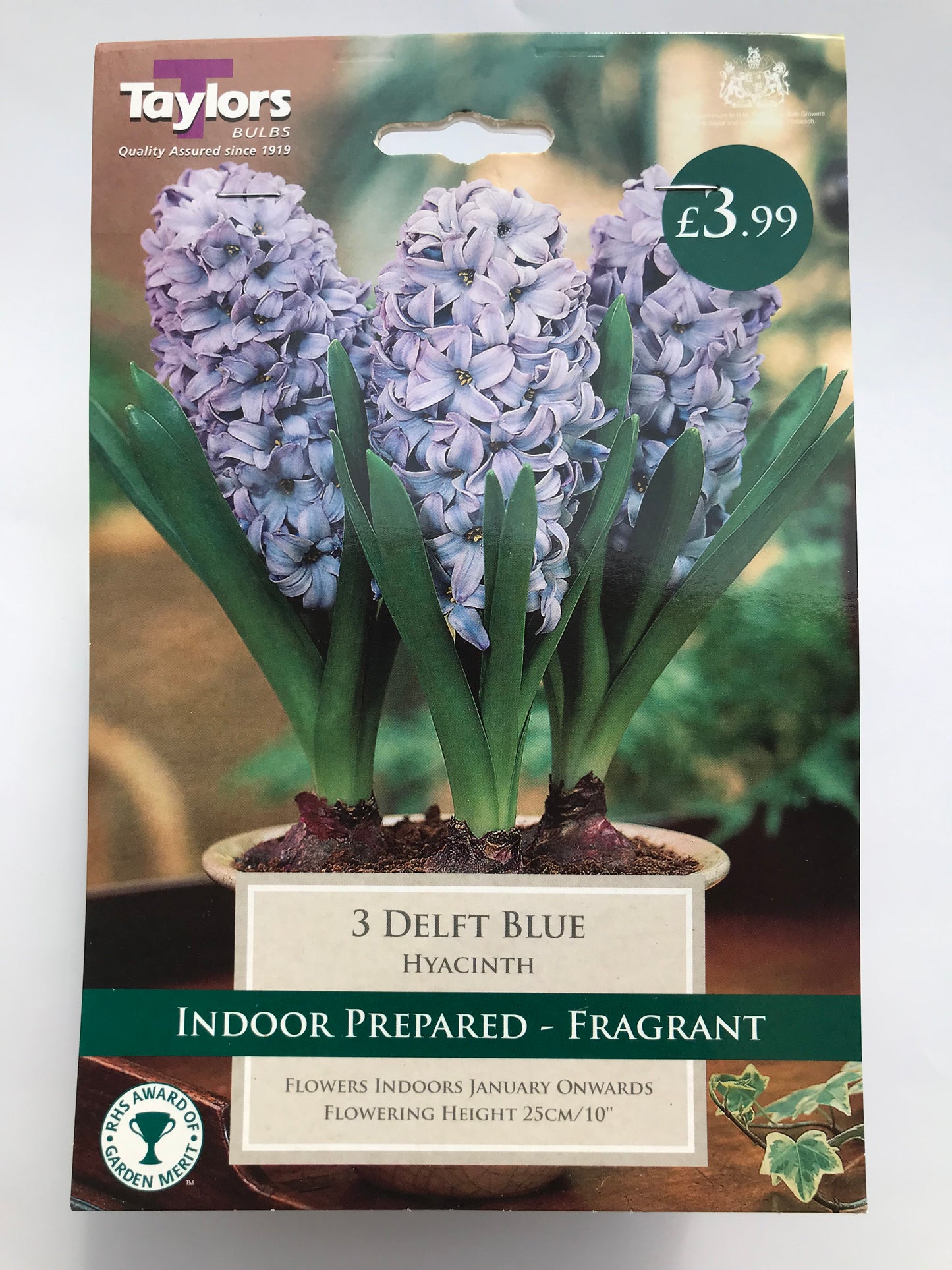 Taylors - Hyacinth Delft Blue - 3 Indoor Prepared Bulbs