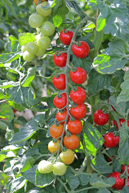 Tomato Toddler F1 Hybrid Seeds