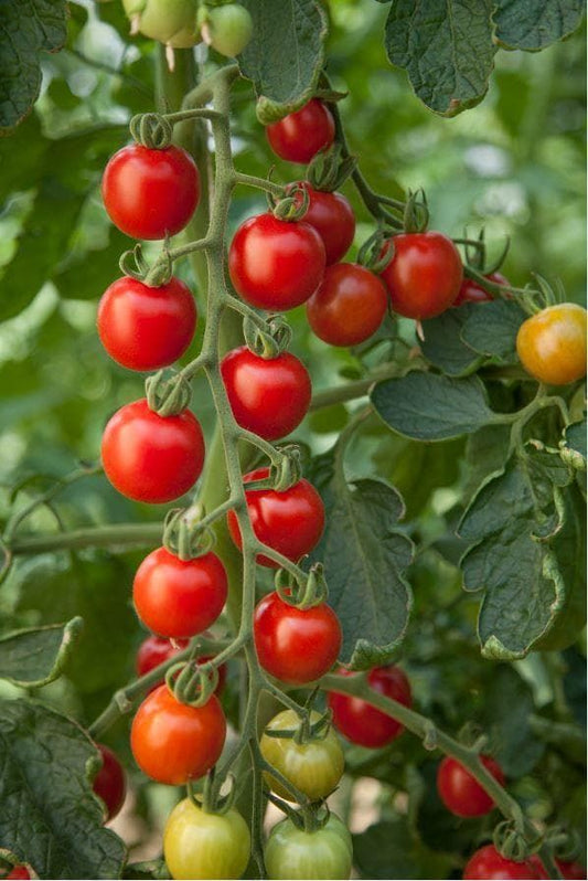 Tomato Consuelo F1 Hybrid Seeds